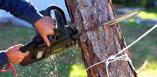 Best Tree Removal Services  in Bakerstown, PA